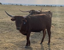 MHL TEXA’S MEXA
