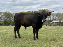 KCCI Jitterbug 2025 Bull