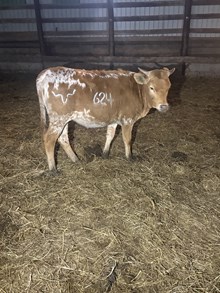 50’s Little Lady heifer