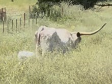 TUCO x ORO BIANCO
