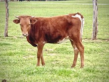 CK Shiloh’s Beauty