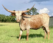 RAE MOORE SPECKLED HEIFER