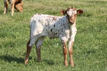 DW IRON TEST X SCHWARBOMB 2026 BULL