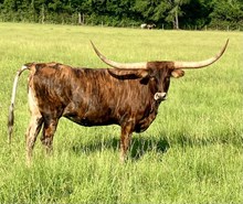 RAE MOORE BRINDLE HEIFER