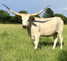 RAE MOORE WHITE HEIFER