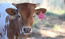 2024 On Target Heifer
