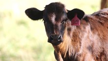 2024 Tricky Silver Heifer