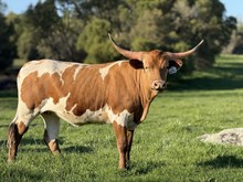 SLL SEXY TEXY