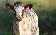 2024 Awesome Sauce Heifer