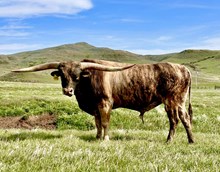 High Plains Drifter 18