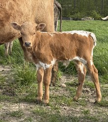 Bull Calf