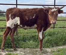 Heifer Calf
