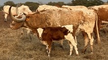 Bull Calf (Hubbells Long RangeXReady for Respect)