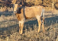 JW/Dolly Heifer