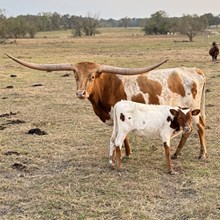 Bull Calf (Hubbells Long Range X LTR Jolene)