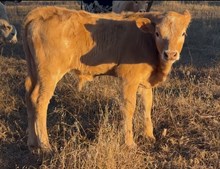 JW/Berry Bull