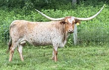 Atlas Fancy FL