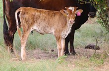2024 By Design Heifer