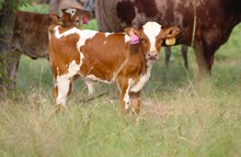 2024 Rose Rockette Bull