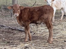 jw/beauty bull