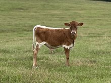 Silver Sunshine bull ‘25