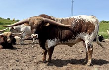 20 Gauge x Glorified catch
