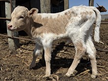 Wiregrass heifer