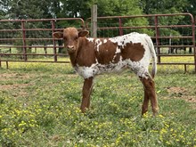 KCCI Jitterbug 2026 Heifer
