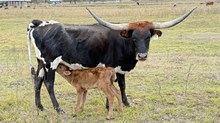 Bull Calf (Hubbells Long Range X LTR MS. Parker)