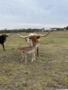 Bull Calf ( Hubbells Long Range X Mexicali)