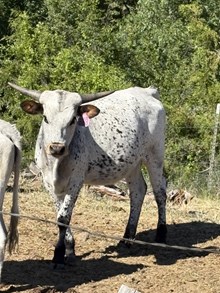 Mr. Blue X Daphnee Heifer 25