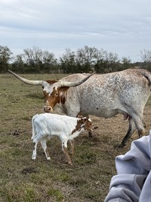 Bull Calf (Hubbells Long Range X LTR Zena)