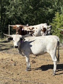 Mr. Blue X Scotch on the Rocks 25 Heifer