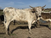 Saddle Swept heifer