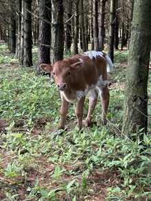 Bull Calf