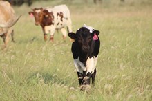 2024 Yaas Heifer