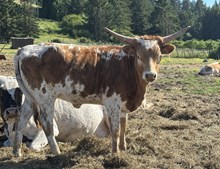 Big Country X She’s That Sweet 25 Heifer