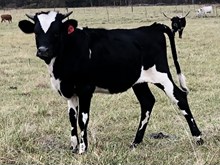 TBD 409