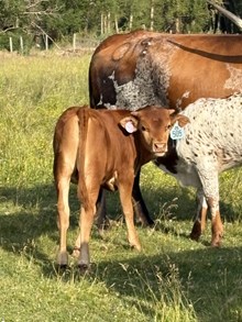 Reckon So X Twist Again 26 Bull