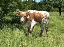 Ride Point x Tango Heifer