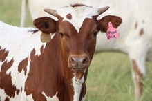 2024 Mama Mia Heifer