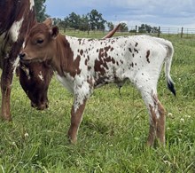 Heifer Calf