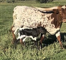 Rebel Rabbit Heifer