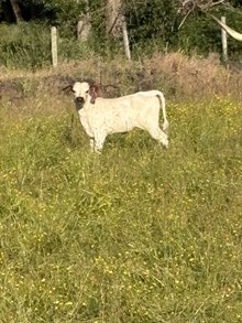 Big Iron X Charro’s Princess 26 Heifer