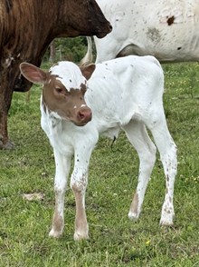 Heifer Calf