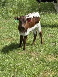 Foxy 26 Steer Calf