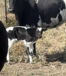 Rabbit x Lovely bull