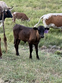 Horn Wine X Topaz 26 Heifer