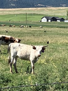 Annie Rose 23 Heifer