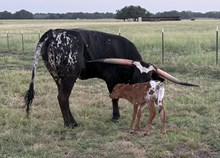 # 170 COOL HAND LUKE x #109 BUX REBEL ROSE